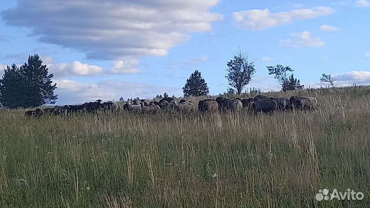 Овцы бараны