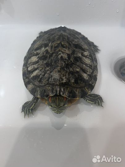 Черепаха