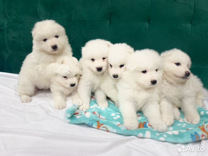 Щенки самоеда