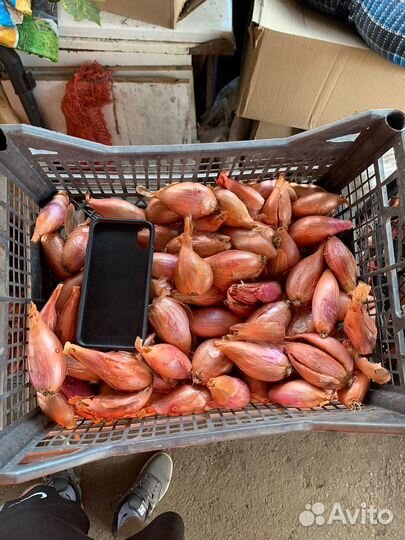 Чеснок/лук/шалот