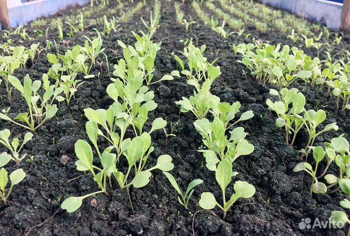 Грунт Земля садовая, доставка от 1 тонны до 100 км