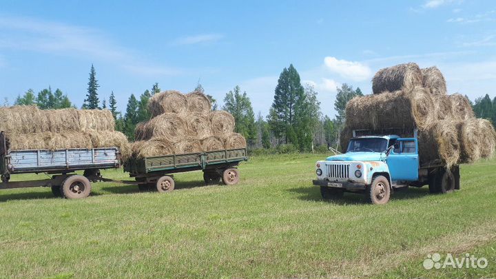 Сено в рулонах