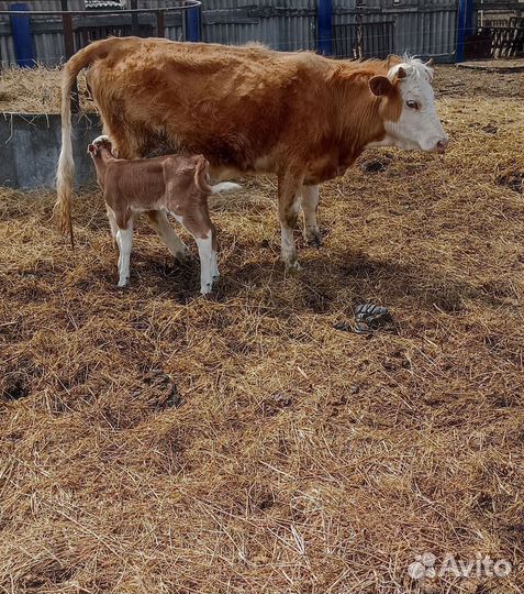 Корова с теленком