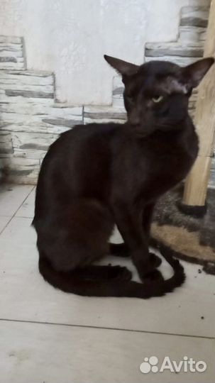 Кот Ориентал кастрированный в добрые руки