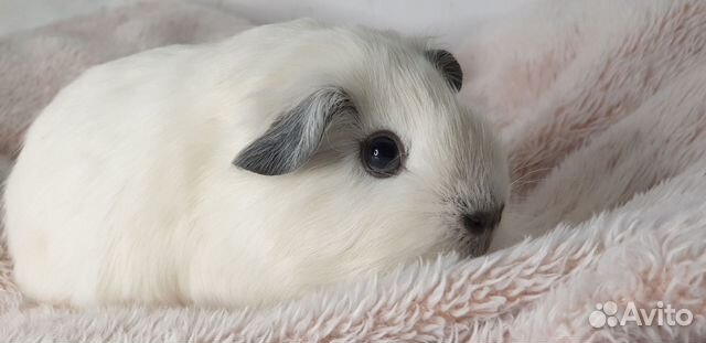 Морская свинка Калифорния /Лобня купить в Москве | Животные и зоотовары ...