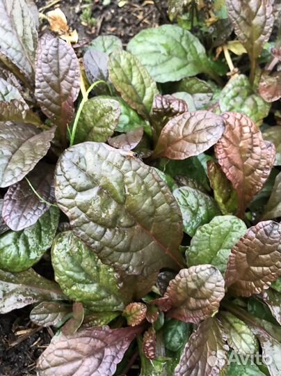 Цветы садовые многолетние