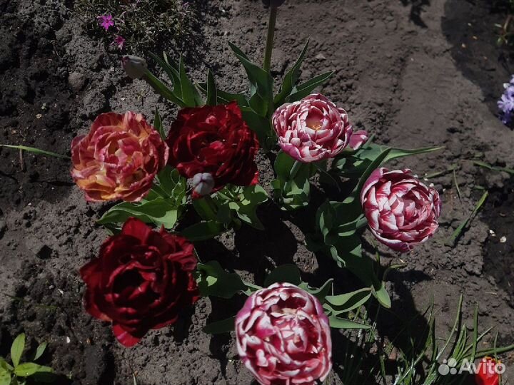 Луковицы тюльпанов