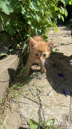 Котята в добрые руки бесплатно