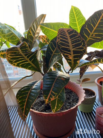 Кротон кодиеум