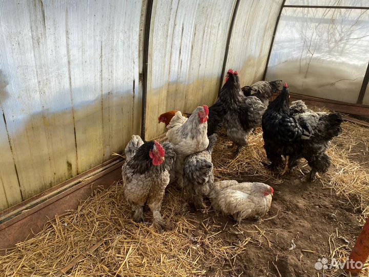 Петушки Кохинхин и брама