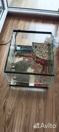 Красноухая черепаха с аквариумом