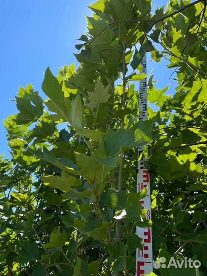 Саженцы Платан