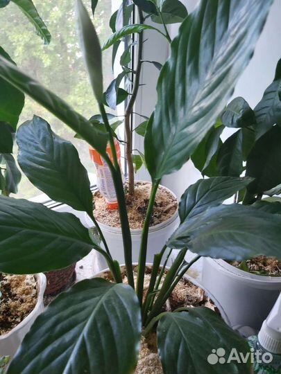 Спатифиллум