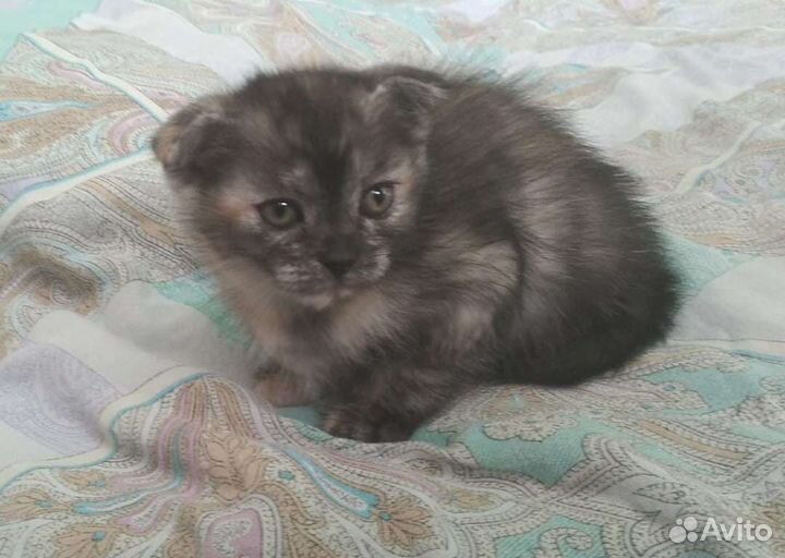 Кошка