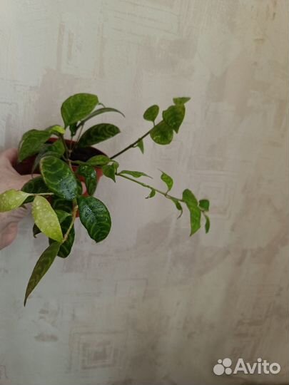 Эсхинантус мраморный