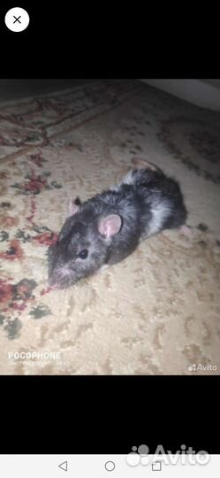 Крыса дамбо