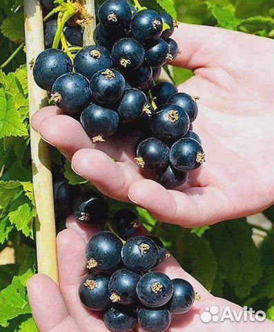 Смородина сладкая черная, белая, крыжовник саженцы