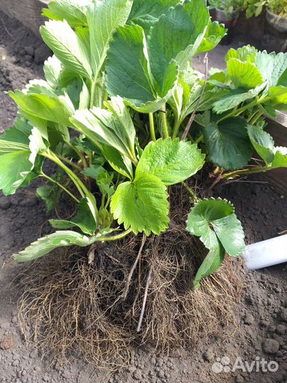 Рассада ремонтантной клубники Альбион