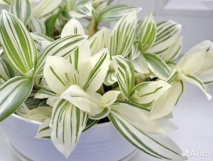 Традесканция белоцветковая белая