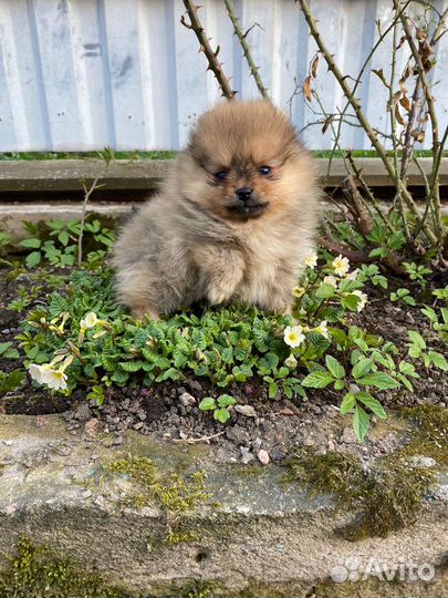 Щенки померанского шпица