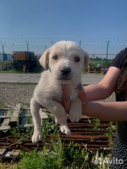 Щенки в добрые руки
