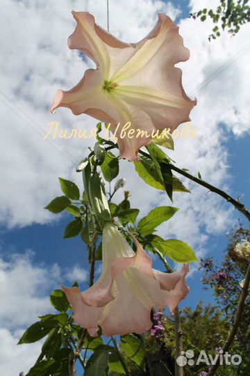 Бругмансия розовая