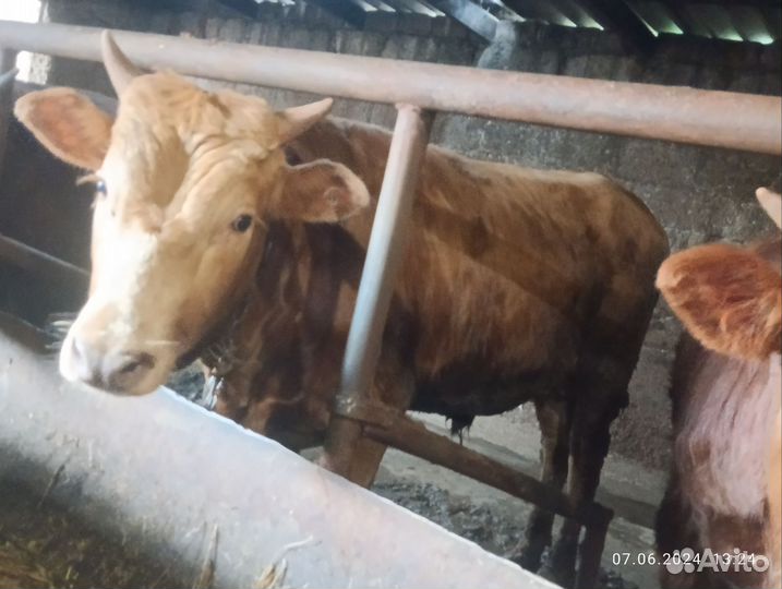 С/х животные бычки