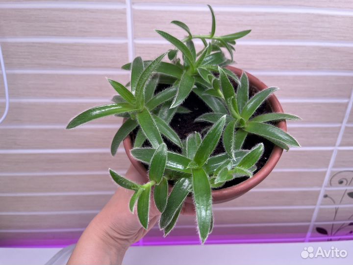 Cyanotis somaliensis