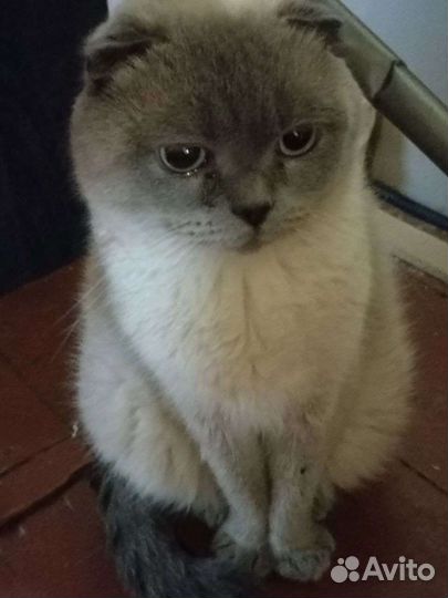 Котики с Донбасса