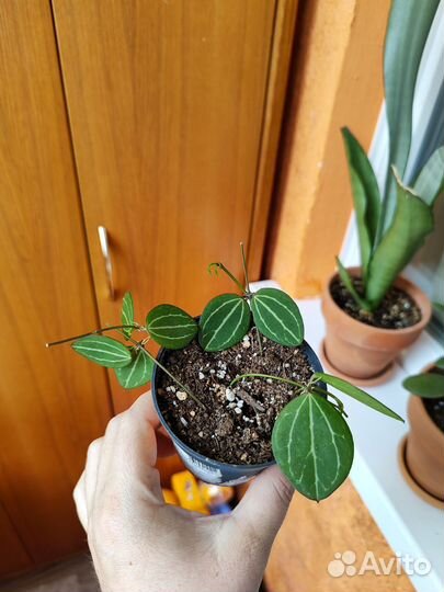 Хойя и дисхидия