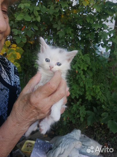 Котенок белый