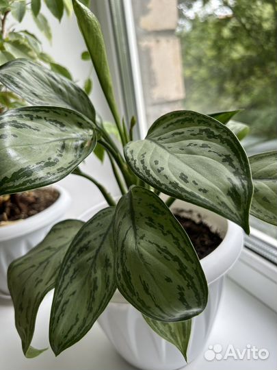 Комнатные цветы (ктенанта, аглаонема)