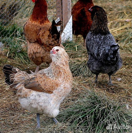 Цыплята Инкубационное яйцо несушки и пасхальные