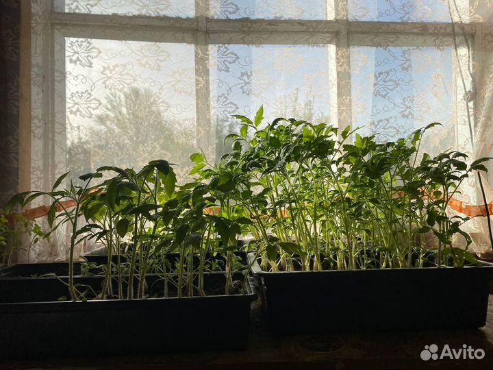 Рассада помидор, цветов