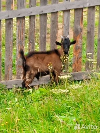 Чешский козел