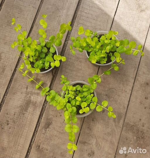 Вербейник монетчатый Lysimachia