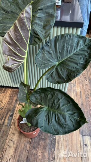 Аллоказия 1,2 м