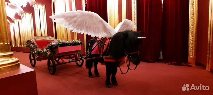 Пони на праздник, пони на мероприятие