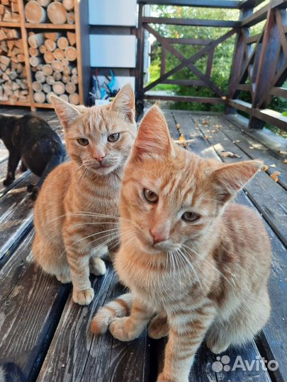 Котики в добрые руки