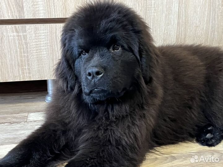 Ньюфаундленд