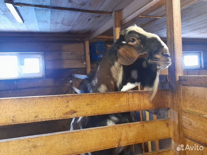 Англо-нубийские козочки и козёл