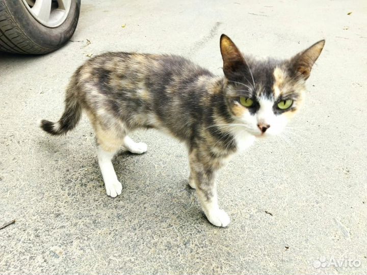 Кошка просит помощи
