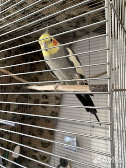 Попугай карелла с клеткой