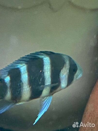 Фронтоза Бурунди