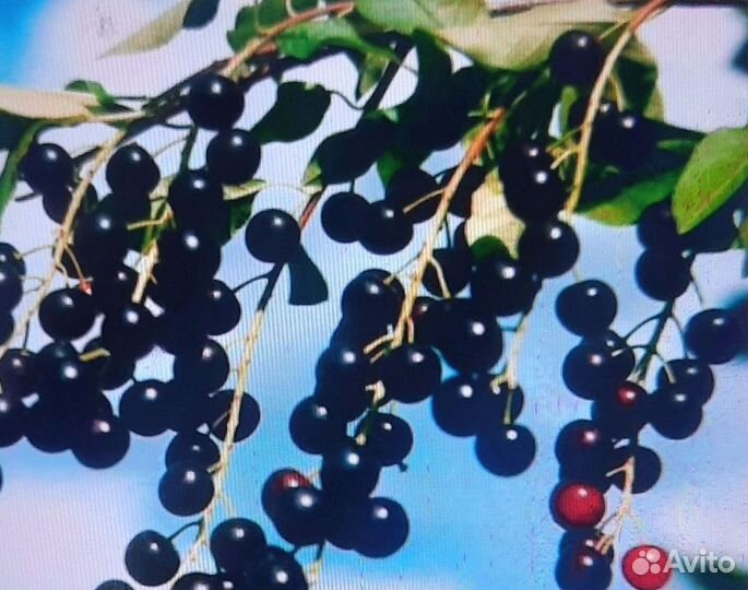 Саженцы сирени