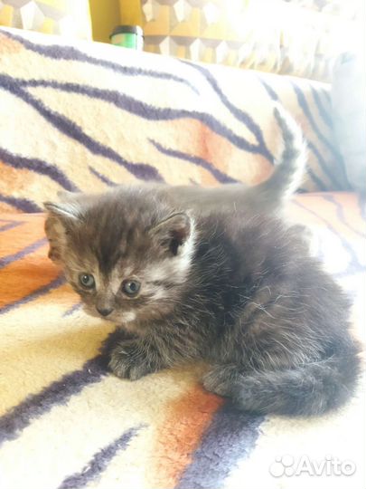 Котята Серебристой мраморной британки