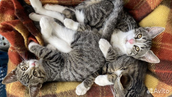 Отдам в хорошие руки котят Бесплатно