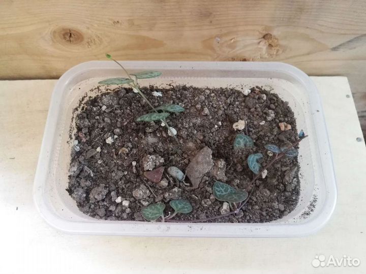 Суккуленты