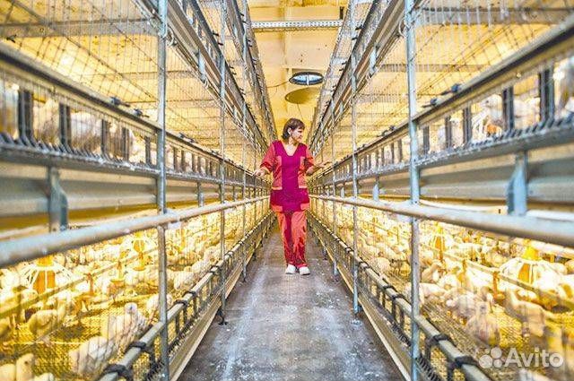 Разнорабочий вахта птичник Тамбов