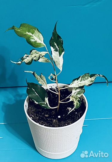 Фикус Керли